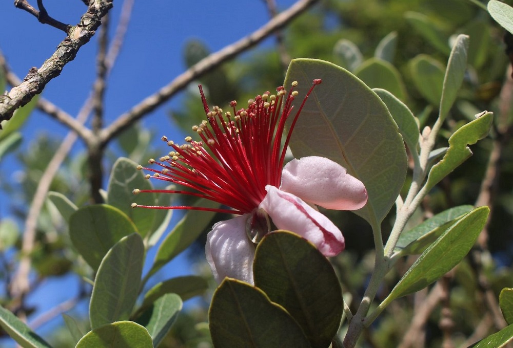 http://www.senvus.com/village/wp/wp-content/uploads/blog_img_pop/feijoa%20flower.jpg