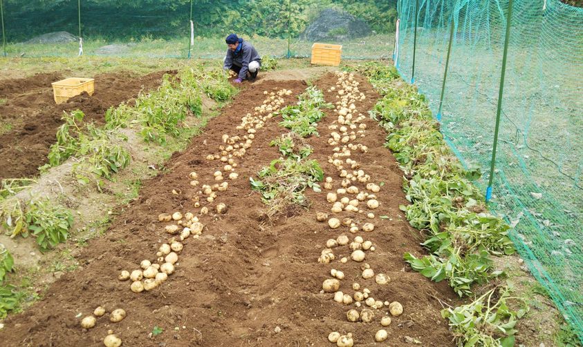 http://www.senvus.com/village/wp/wp-content/uploads/blog_img_pop/potato%20harvesting.jpg