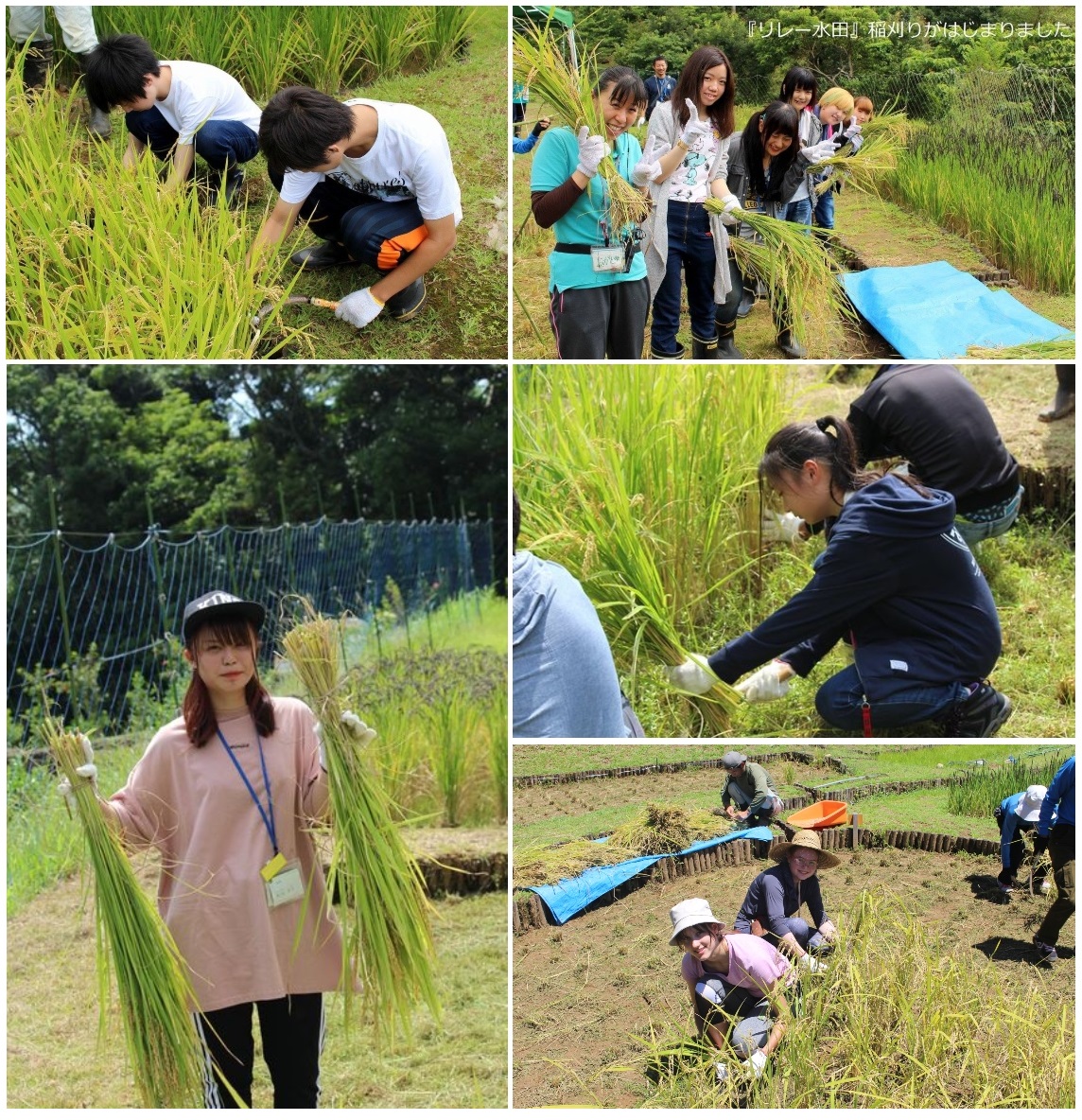 http://www.senvus.com/village/wp/wp-content/uploads/blog_img_pop/rice%20harvest.jpg