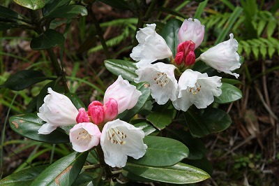 http://www.senvus.com/village/wp/wp-content/uploads/blog_img_pop/yakushima-syakunage.jpg