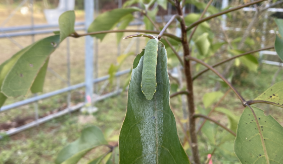 ツマベニチョウの幼虫