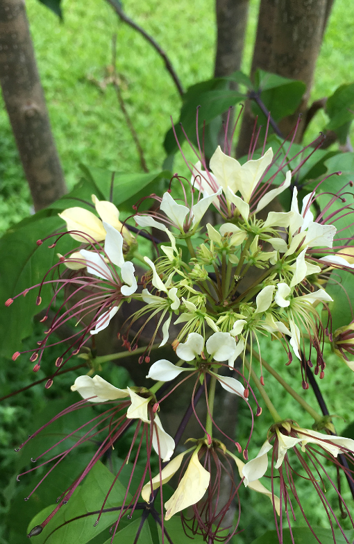 ギョボクの花