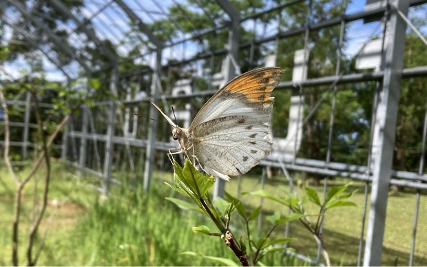 tefutefuハウスの中で育つツマベニチョウ