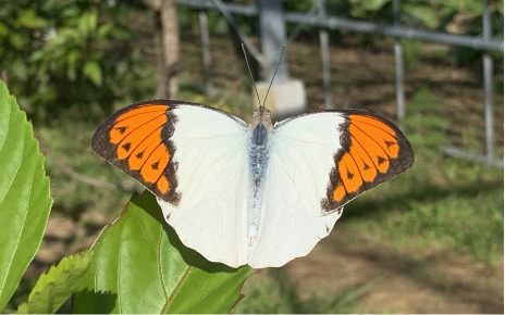 オスのツマベニチョウ