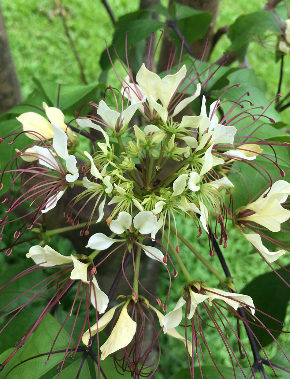 フウチョウソウ科のギョボクの花