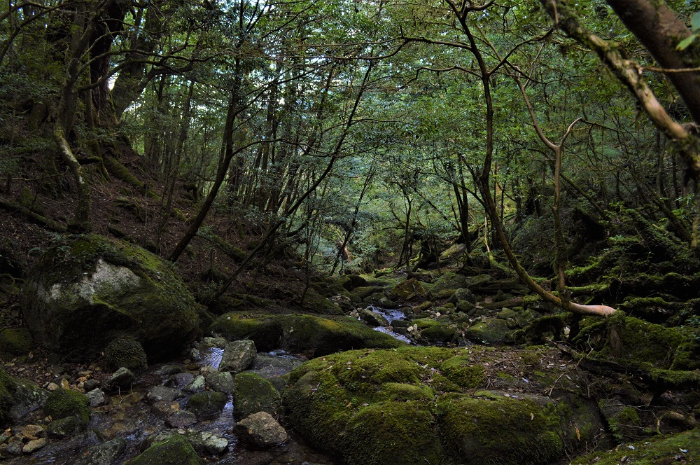 Yakushima’s natural diversity | 屋久島の「生物多様性」