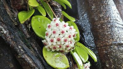 Hoya Carnosa | サクララン（ホヤ） | 世界自然遺産の魅力が詰まった屋久島センバスビレッジ